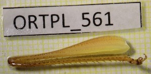  ( - BGE_00454_G03)  @11 [ ] CreativeCommons - Attribution Non-Commercial Share-Alike (2025) KZBiH, University of Lodz Department of Invertebrate Zoology and Hydrobiology, University of Lodz