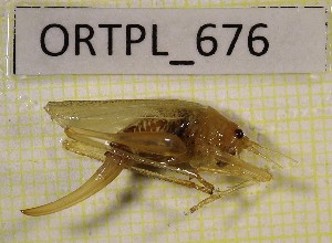  ( - BGE_00454_D11)  @11 [ ] CreativeCommons - Attribution Non-Commercial Share-Alike (2025) KZBiH, University of Lodz Department of Invertebrate Zoology and Hydrobiology, University of Lodz