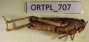  ( - BGE_00453_B09)  @11 [ ] CreativeCommons - Attribution Non-Commercial Share-Alike (2025) KZBiH, University of Lodz Department of Invertebrate Zoology and Hydrobiology, University of Lodz