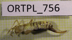  ( - BGE_00457_E12)  @11 [ ] CreativeCommons - Attribution Non-Commercial Share-Alike (2025) KZBiH, University of Lodz Department of Invertebrate Zoology and Hydrobiology, University of Lodz