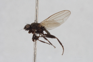  (Crumomyia nigra - BGE_00413_C02)  @11 [ ] CreativeCommons - Attribution Non-Commercial Share-Alike (2024) Unspecified Zoologisches Forschungsmuseum Alexander Koenig