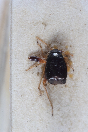  ( - BGE_00411_B03)  @11 [ ] CreativeCommons - Attribution Non-Commercial Share-Alike (2024) Unspecified Zoologisches Forschungsmuseum Alexander Koenig