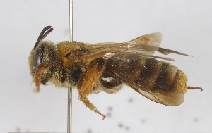  (Andrena erberi - BGE_00407_G09)  @11 [ ] CreativeCommons - Attribution Non-Commercial Share-Alike (2023) Unspecified Zoologisches Forschungsmuseum Alexander Koenig