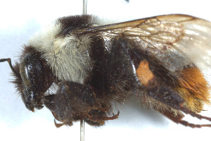  (Bombus niveatus - BGE_00407_G04)  @11 [ ] CreativeCommons - Attribution Non-Commercial Share-Alike (2023) Unspecified Zoologisches Forschungsmuseum Alexander Koenig