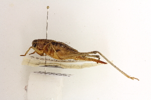  (Anadrymadusa ornatipennis - BGE_00414_F04)  @11 [ ] CreativeCommons - Attribution Non-Commercial Share-Alike (2024) Unspecified Zoologisches Forschungsmuseum Alexander Koenig
