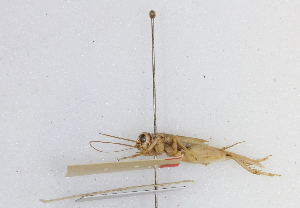  (Eugryllodes - BGE_00414_D12)  @11 [ ] CreativeCommons - Attribution Non-Commercial Share-Alike (2024) Unspecified Zoologisches Forschungsmuseum Alexander Koenig