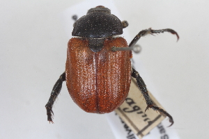  (Anisoplia dispar - BGE_00417_B10)  @11 [ ] CreativeCommons - Attribution Non-Commercial Share-Alike (2024) Unspecified Zoologisches Forschungsmuseum Alexander Koenig