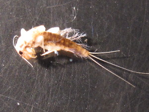  ( - CCDB-09364-B07)  @12 [ ] Copyright  Y. Vidinova 2011 Unspecified