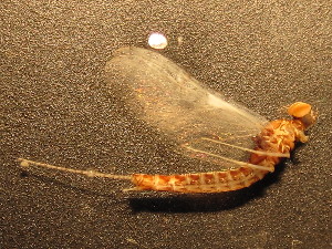  ( - CCDB-09364-H03)  @14 [ ] Copyright  Y. Vidinova 2011 Unspecified