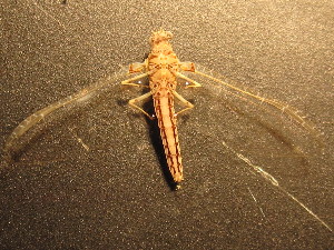  ( - CCDB-09364-H04)  @13 [ ] Copyright  Y. Vidinova 2011 Unspecified