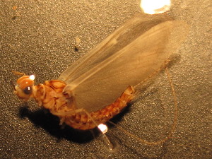  ( - CCDB-09364-H05)  @14 [ ] Copyright  Y. Vidinova 2011 Unspecified