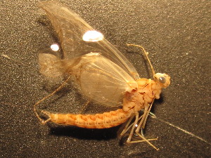  ( - CCDB-09364-H06)  @12 [ ] Copyright  Y. Vidinova 2011 Unspecified
