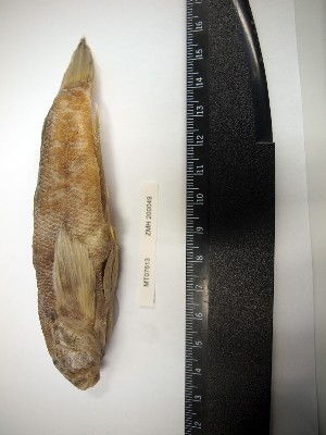  ( - MT07613)  @11 [ ] Unspecified (default): All Rights Reserved (2014) Ralf Thiel Zoological Museum Hamburg (ZMH)