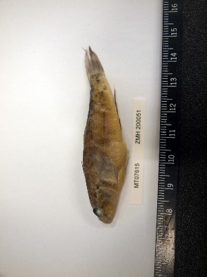  ( - MT07615)  @11 [ ] Unspecified (default): All Rights Reserved (2014) Ralf Thiel Zoological Museum Hamburg (ZMH)