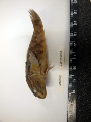  ( - MT07633)  @11 [ ] Unspecified (default): All Rights Reserved (2014) Ralf Thiel Zoological Museum Hamburg (ZMH)