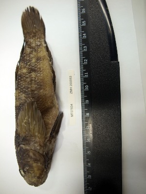  ( - MT07634)  @11 [ ] Unspecified (default): All Rights Reserved (2014) Ralf Thiel Zoological Museum Hamburg (ZMH)