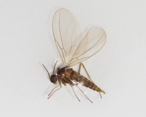  ( - BGE_ZSM_DIP_0006)  @11 [ ] by-nc-sa (2024) SNSB, Staatliche Naturwissenschaftliche Sammlungen Bayerns ZSM (SNSB, Zoologische Staatssammlung Muenchen)