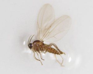  ( - BGE_ZSM_DIP_0007)  @11 [ ] by-nc-sa (2024) SNSB, Staatliche Naturwissenschaftliche Sammlungen Bayerns ZSM (SNSB, Zoologische Staatssammlung Muenchen)