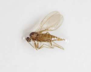  ( - BGE_ZSM_DIP_0010)  @11 [ ] by-nc-sa (2024) SNSB, Staatliche Naturwissenschaftliche Sammlungen Bayerns ZSM (SNSB, Zoologische Staatssammlung Muenchen)