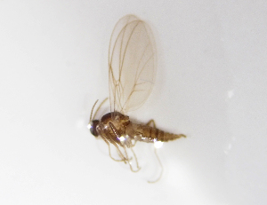  ( - BGE_ZSM_DIP_0012)  @11 [ ] by-nc-sa (2024) SNSB, Staatliche Naturwissenschaftliche Sammlungen Bayerns ZSM (SNSB, Zoologische Staatssammlung Muenchen)