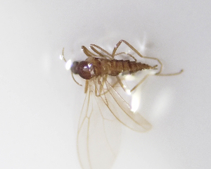  ( - BGE_ZSM_DIP_0015)  @11 [ ] by-nc-sa (2024) SNSB, Staatliche Naturwissenschaftliche Sammlungen Bayerns ZSM (SNSB, Zoologische Staatssammlung Muenchen)
