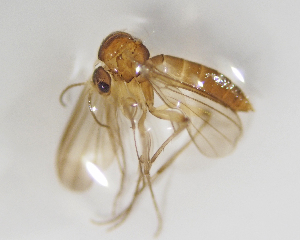  ( - BGE_ZSM_DIP_0062)  @11 [ ] by-nc-sa (2024) SNSB, Staatliche Naturwissenschaftliche Sammlungen Bayerns ZSM (SNSB, Zoologische Staatssammlung Muenchen)