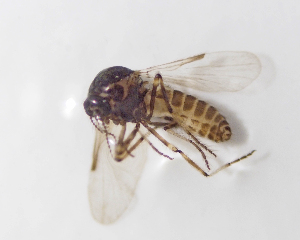  ( - BGE_ZSM_DIP_0069)  @11 [ ] by-nc-sa (2024) SNSB, Staatliche Naturwissenschaftliche Sammlungen Bayerns ZSM (SNSB, Zoologische Staatssammlung Muenchen)