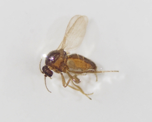  ( - BGE_ZSM_DIP_0072)  @11 [ ] by-nc-sa (2024) SNSB, Staatliche Naturwissenschaftliche Sammlungen Bayerns ZSM (SNSB, Zoologische Staatssammlung Muenchen)