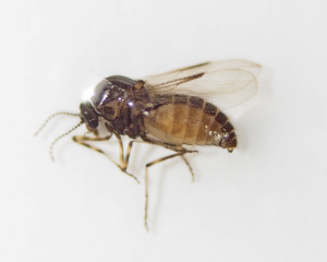  ( - BGE_ZSM_DIP_0077)  @11 [ ] by-nc-sa (2024) SNSB, Staatliche Naturwissenschaftliche Sammlungen Bayerns ZSM (SNSB, Zoologische Staatssammlung Muenchen)