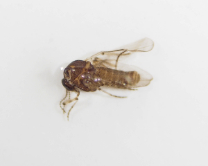  ( - BGE_ZSM_DIP_0085)  @11 [ ] by-nc-sa (2024) SNSB, Staatliche Naturwissenschaftliche Sammlungen Bayerns ZSM (SNSB, Zoologische Staatssammlung Muenchen)