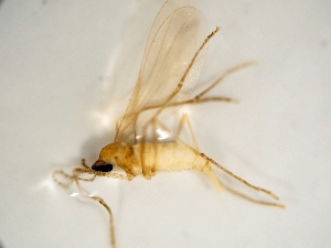  ( - BGE_ZSM_DIP_0103)  @11 [ ] by-nc-sa (2025) SNSB, Staatliche Naturwissenschaftliche Sammlungen Bayerns ZSM (SNSB, Zoologische Staatssammlung Muenchen)