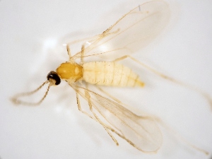  ( - BGE_ZSM_DIP_0109)  @11 [ ] by-nc-sa (2025) SNSB, Staatliche Naturwissenschaftliche Sammlungen Bayerns ZSM (SNSB, Zoologische Staatssammlung Muenchen)