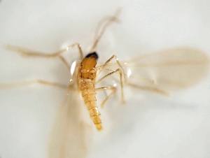  ( - BGE_ZSM_DIP_0122)  @11 [ ] by-nc-sa (2025) SNSB, Staatliche Naturwissenschaftliche Sammlungen Bayerns ZSM (SNSB, Zoologische Staatssammlung Muenchen)