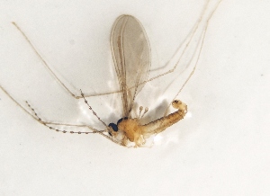  ( - BGE_ZSM_DIP_0161)  @11 [ ] by-nc-sa (2025) SNSB, Staatliche Naturwissenschaftliche Sammlungen Bayerns ZSM (SNSB, Zoologische Staatssammlung Muenchen)