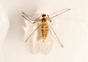  ( - BGE_ZSM_DIP_0175)  @11 [ ] by-nc-sa (2025) SNSB, Staatliche Naturwissenschaftliche Sammlungen Bayerns ZSM (SNSB, Zoologische Staatssammlung Muenchen)