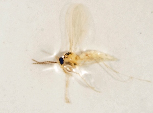  ( - BGE_ZSM_DIP_0328)  @11 [ ] by-nc-sa (2025) SNSB, Staatliche Naturwissenschaftliche Sammlungen Bayerns ZSM (SNSB, Zoologische Staatssammlung Muenchen)