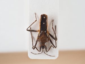  ( - BGE_ZSM_HET_0017)  @11 [ ] by-nc-sa (2024) SNSB, Staatliche Naturwissenschaftliche Sammlungen Bayerns ZSM (SNSB, Zoologische Staatssammlung Muenchen)