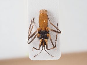  ( - BGE_ZSM_HET_0018)  @11 [ ] by-nc-sa (2024) SNSB, Staatliche Naturwissenschaftliche Sammlungen Bayerns ZSM (SNSB, Zoologische Staatssammlung Muenchen)