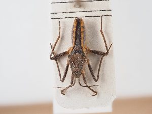  ( - BGE_ZSM_HET_0019)  @11 [ ] by-nc-sa (2024) SNSB, Staatliche Naturwissenschaftliche Sammlungen Bayerns ZSM (SNSB, Zoologische Staatssammlung Muenchen)
