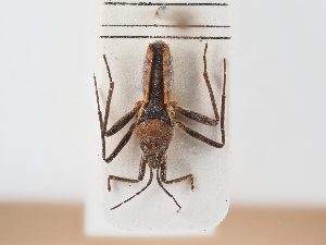  ( - BGE_ZSM_HET_0020)  @11 [ ] by-nc-sa (2024) SNSB, Staatliche Naturwissenschaftliche Sammlungen Bayerns ZSM (SNSB, Zoologische Staatssammlung Muenchen)