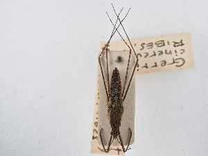  ( - BGE_ZSM_HET_0030)  @11 [ ] by-nc-sa (2024) SNSB, Staatliche Naturwissenschaftliche Sammlungen Bayerns ZSM (SNSB, Zoologische Staatssammlung Muenchen)