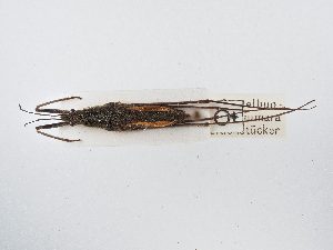  ( - BGE_ZSM_HET_0031)  @11 [ ] by-nc-sa (2024) SNSB, Staatliche Naturwissenschaftliche Sammlungen Bayerns ZSM (SNSB, Zoologische Staatssammlung Muenchen)