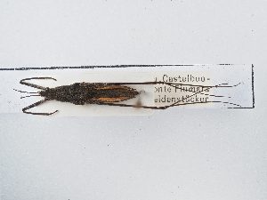  ( - BGE_ZSM_HET_0032)  @11 [ ] by-nc-sa (2024) SNSB, Staatliche Naturwissenschaftliche Sammlungen Bayerns ZSM (SNSB, Zoologische Staatssammlung Muenchen)