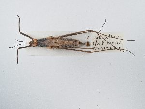  ( - BGE_ZSM_HET_0033)  @11 [ ] by-nc-sa (2024) SNSB, Staatliche Naturwissenschaftliche Sammlungen Bayerns ZSM (SNSB, Zoologische Staatssammlung Muenchen)