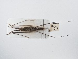  ( - BGE_ZSM_HET_0034)  @11 [ ] by-nc-sa (2024) SNSB, Staatliche Naturwissenschaftliche Sammlungen Bayerns ZSM (SNSB, Zoologische Staatssammlung Muenchen)