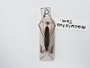  (Gerris maculatus - BGE_ZSM_HET_0035)  @11 [ ] by-nc-sa (2024) SNSB, Staatliche Naturwissenschaftliche Sammlungen Bayerns ZSM (SNSB, Zoologische Staatssammlung Muenchen)