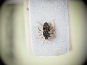  ( - BGE_ZSM_HET_0038)  @11 [ ] by-nc-sa (2024) SNSB, Staatliche Naturwissenschaftliche Sammlungen Bayerns ZSM (SNSB, Zoologische Staatssammlung Muenchen)