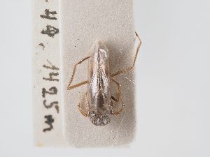  (Anisops debilis - BGE_ZSM_HET_0043)  @11 [ ] by-nc-sa (2024) SNSB, Staatliche Naturwissenschaftliche Sammlungen Bayerns ZSM (SNSB, Zoologische Staatssammlung Muenchen)
