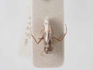  ( - BGE_ZSM_HET_0044)  @11 [ ] by-nc-sa (2024) SNSB, Staatliche Naturwissenschaftliche Sammlungen Bayerns ZSM (SNSB, Zoologische Staatssammlung Muenchen)