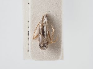  ( - BGE_ZSM_HET_0045)  @11 [ ] by-nc-sa (2024) SNSB, Staatliche Naturwissenschaftliche Sammlungen Bayerns ZSM (SNSB, Zoologische Staatssammlung Muenchen)